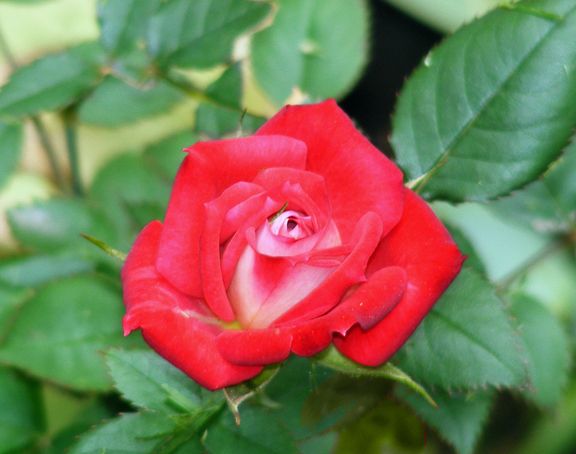 Iced Raspberry photo ir2013_06080028_zps7a1a5df0.jpg